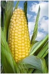 Corn Hybrid Seeds Manufacturer Supplier Wholesale Exporter Importer Buyer Trader Retailer in Hyderabad Andhra Pradesh India